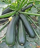 Seeds Squash Zucchini Light Green Heirloom Vegetable for Planting Non GMO photo / $8.99