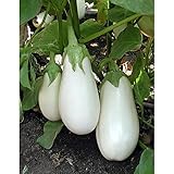 White Star Eggplant Seeds(Hybrid) Seeds (40 Seed Pack) photo / $4.69 ($0.12 / Count)