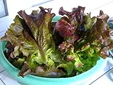 Red Romaine Lettuce Seeds- Heirloom- 2,000+ Seeds by Ohio Heirloom Seeds photo / $4.59