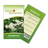 Gänseblümchen Einfach weiß Samen - Bellis perennis - Gänseblümchensamen - Blumensamen - Saatgut für 300 Pflanzen foto / 1,99 € (0,01 € / stück)