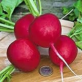 Radish Seed, Champion, Heirloom, Non GMO, 100 Seeds, Perfect Radishes photo / $2.99 ($2.99 / Count)