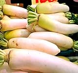 Big Pack - (3,000) Japanese Daikon - Daikon Radish Seeds - Japanese Radish - Non-GMO Seeds by MySeeds.Co (Big Pack - Daicon Radish) photo / $8.95