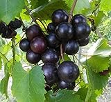 15 Seeds of Purple Black Muscadine Grape photo / $15.99