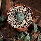 Lophophora williamsii, peyote. Durchmesser 1,5cm foto / 7,99 €