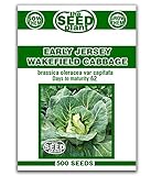 Early Jersey Wakefield Cabbage Seeds -500 Seeds Non-GMO photo / $1.59