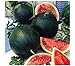 photo Watermelon, Black Diamond, Heirloom, 25 Seeds, Super Sweet Round Melon