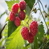 Prelude Raspberry - 5 Red Raspberry Plants - Everbearing - Organic Grown - photo / $49.95