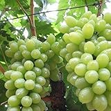 Portal Cool Las Uvas Negras sin semilla (20 Semillas.: Semillas 20Pcs / Bolsa Deliciosa de la Fruta Dulce de UVA Inicio Jardã­n fáciles de Plantar Las Semillas foto / 3,99 €