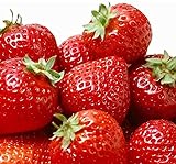 100 Pcs Strawberry Seeds - Strawberry Seeds for Planting Outdoor - Non GMO - High Germination - High Yield - Sweet and Melt in The Mouth - Heirloom Fruit Seed photo / $10.86 ($0.11 / Count)