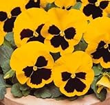 lot de 50 graines de pensée des jardins à grandes fleurs suisse jaune fleur comestible envoi rapide sous 48h photo / 4,29 €