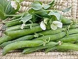 David's Garden Seeds Pea Shelling Green Arrow 2244 (Green) 100 Non-GMO, Heirloom Seeds photo / $3.45