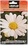 Marg. Gigante blanca Leucantemum foto / 1,88 €