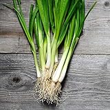 250+ Seeds of White Tokyo Long Bunching Onion, Allium fistulosum, Non-GMO, Untreated, Open Pollinated, Japanese Heirloom Seeds photo / $6.99