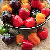 Mini Belle Mix Sweet Peppers Seeds (20+ Seeds) | Non GMO | Vegetable Fruit Herb Flower Seeds for Planting | Home Garden Greenhouse Pack photo / $3.69 ($0.18 / Count)