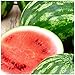 photo 25 Cal Sweet Watermelon Seeds | Non-GMO | Heirloom | Instant Latch Garden Seeds