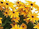 Black Eyed Susan Seeds - Rudbeckia Hirta - Attracts Butterflies Non GMO 10,000 Seeds photo / $4.48