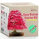 Züchte dein eigenes Bonsai - Züchte einfach 4 Arten von Bonsai-Bäumen mit unserem kompletten, anfängerfreundlichen Starter-Samen-Set - Geschenk set, Einzigartige Geschenkidee foto / 16,95 €