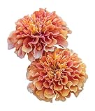 Burpee Strawberry Blonde Marigold Seeds 50 seeds photo / $9.70 ($0.19 / Count)