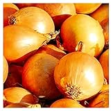 250 Utah Yellow Sweet Spanish Onion Seeds | Non-GMO | Fresh Garden Seeds | Instant Latch photo / $6.95