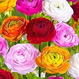 50x Ranunculus asiaticus | Doppelblütige Ranunkeln Zwiebeln | Blumenzwiebeln Mehrjährig | Ø 4-5 cm foto / 10,49 € (0,21 € / stück)