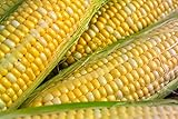 Peaches & Cream Sweet Corn Non-GMO Seeds - 4 Oz, 500 Seeds - by Seeds2Go photo / $14.32 ($3.58 / Ounce)