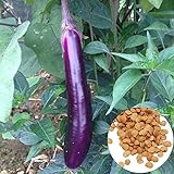 200 unids/bolsa de semillas de berenjena morada sin transgénicos, berenjena larga de bajo contenido en grasa, semillas de berenjena larga y púrpura para el jardín Semillas de berenjena foto / 1,54 €