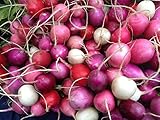 Radish Easter Rainbow Mix Seeds Choose Your Packet Size Easy Grow Heirloom Microgreens and Sprouting bin286 (250 Seeds) photo / $2.99