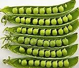 Pea Seed, Sugar Daddy, Heirloom, Non GMO, 20 Seeds, Perfect Peas photo / $1.99