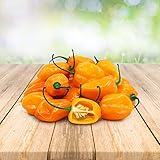 Habanero Orange 25 x Samen aus Portugal 100% Natürlich ohne Chemische Anzuchthilfe oder Gentechnik foto / 2,99 € (2,99 € / stück)