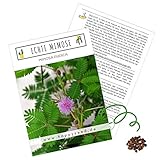 Echte Mimose Samen (Mimosa Pudica) mit hoher Keimrate - Pflanzen Samen für vielblütige & bewegungsfrohe Mimosen foto / 4,90 €