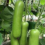 S-pone 20+ Long Bottle Gourd Seeds Edible Asian Indian Opo Squash Dudi Calabash Long Melon photo / $9.00