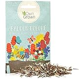 OwnGrown Mélange de graines de fleurs parfumées pour 2 à 4 bacs à fleurs - Kit de graines de balcon croissance facile - Graines de fleurs annuelles amies des insectes - Qualité supérieure photo / 3,95 €