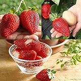 Steelwingsf Semillas En Macetas Para El Hogar Y El Jardín, 1 Bolsa Semillas De Fresa Semillas De Fresa Trepadoras Rojas Pequeñas De Alto Rendimiento Y Sabor Dulce Para Jardín foto / 3,73 €