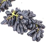 Frische Fruchtsamen mit 30Pcs seltene schwarze Traubenkerne Bonsai Pflanzen Hof Obst Garten Topf Dekor zum Pflanzen Garten Yard Home Landschaftsbau foto / 0,01 €