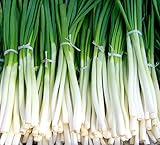 Fast-Growing Bunching Onion Seeds -