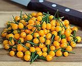 Hot Chili Pfeffer Aji Charapita - Pepper - 10 Samen foto / 1,70 € (1,70 € / stück)