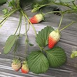 Heirloom Red Strawberry 200+ Seeds photo / $7.50 ($0.04 / Count)