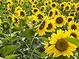 Semillas de girasol 20 / paquete (Helianthus annus) Jardín de origen orgánico sin transgénicos Semillas de flores Sunny Sun Semillas polinizadas abiertas para plantar (girasol enano) foto / 8,24 €