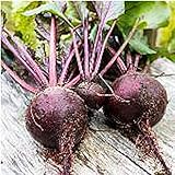 Long Season Lutz Beets Seeds (((50 Seed Packet))) (More Heirloom, Organic, Non GMO, Vegetable, Fruit, Herb, Flower Garden Seeds at Seed King Express) photo / $5.69