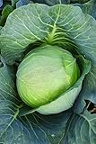 Burpee Brunswick Cabbage Seeds 260 seeds photo / $6.00