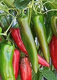 100 Anaheim Chili Pepper Seeds | Non-GMO | Fresh Garden Seeds photo / $5.95