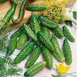 David's Garden Seeds Cucumber Gherkin Parisian 3348 (Green) 50 Non-GMO, Hybrid Seeds photo / $4.45