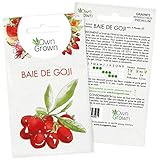 Graines de Baie de Goji : Semences Baie de Goji pour 4 plantes à semer - Graine de fruit à planter en jardin ou balcon - Graine Lyciet de Chine (Lycium chinense) de qualité supérieure par Owngrown photo / 2,95 € (0,74 € / unité)