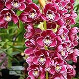 TOYHEART 50 Piezas De Semillas De Flores De Primera Calidad, Semillas De Phalaenopsis, Adornos De Orquídeas Para Paisajismo, Plántulas De Plantación De Flores De Colores Mezclados Para Jardín blanco foto / 4,83 €