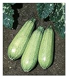 David's Garden Seeds Zucchini Tender Grey 5312 (Green) 50 Non-GMO, Heirloom Seeds photo / $3.45