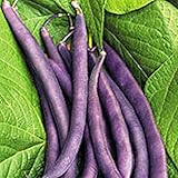 Royal Burgundy Bush Bean Seeds, 30 Heirloom Seeds Per Packet, Non GMO Seeds, Isla's Garden Seeds photo / $5.99 ($0.20 / Count)