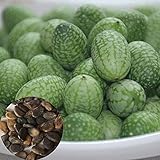 Semillas para plantar, 50pcs/Bag Cucamelon Seeds Small Creative Special Mini Sandía Cucamelon Semillas para Jardín - Cucamelon Seeds foto / 3,81 €