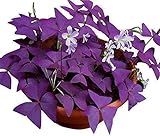 Oxalis Triangularis 10 Bulbs - Purple Shamrocks Lucky Lovely Flowers Bulbs Grows Indoor or Outdoor photo / $10.90