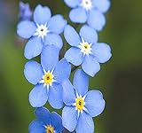 Big Pack - (50,000) French Forget Me Not, Myosotis sylvatica Flower Seeds - Perennial Zone 3-9 - Flower Seeds By MySeeds.Co (Big Pack - Forget Me Not) photo / $12.95 ($0.00 / Count)