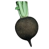 Burpee Black Spanish Round Radish Seeds 200 seeds photo / $6.76 ($0.03 / Count)